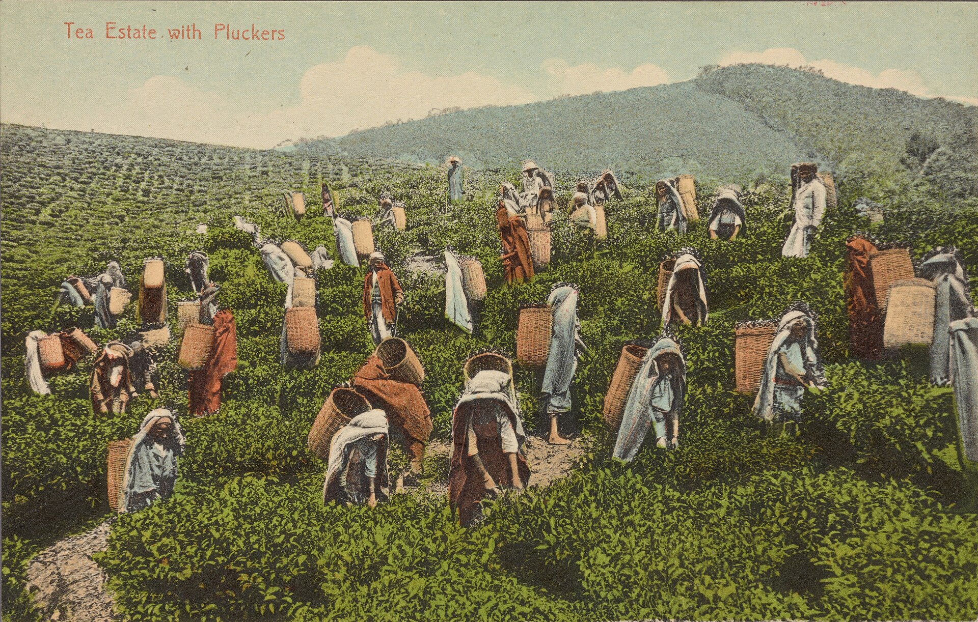 තේ වත්තේ තේ දළු නෙළන කම්කරුවන්